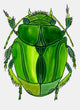 Green Wispy Bug Print 5x7 Watercolor