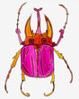 Pink Scarab Beetle Bug