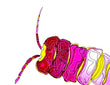 Centipeed Bug Art, Print, 5x7 Matted